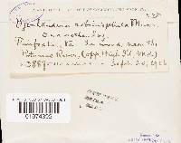 Postia caesia image