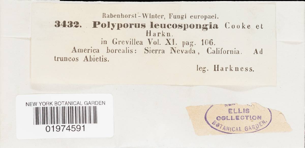 Oligoporus leucospongia image