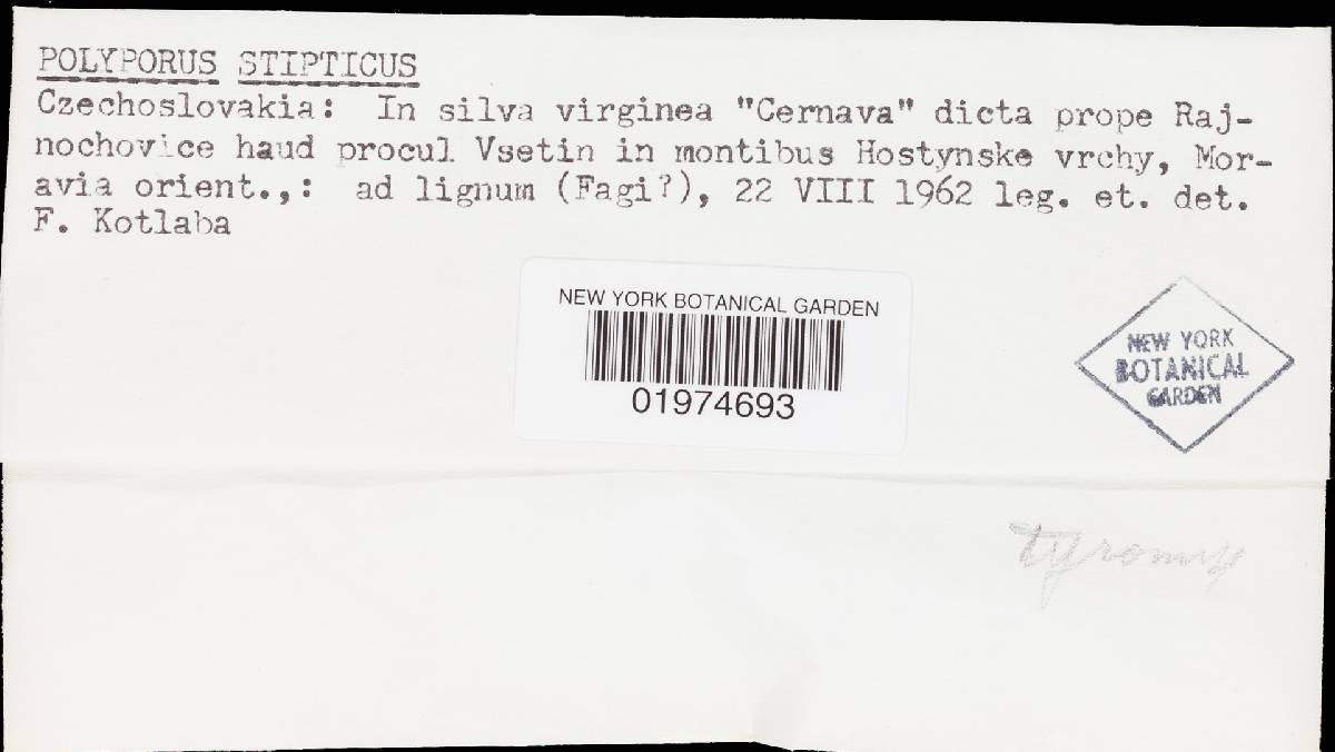 Postia stiptica image