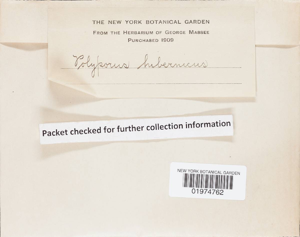 Postia hibernica image