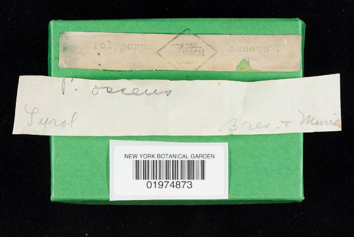 Osteina obducta image