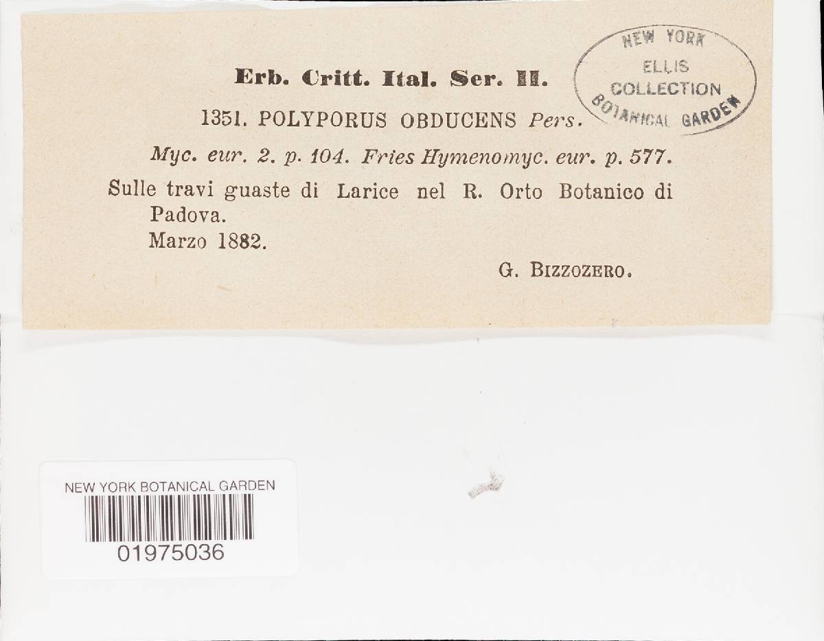 Oxyporus obducens image