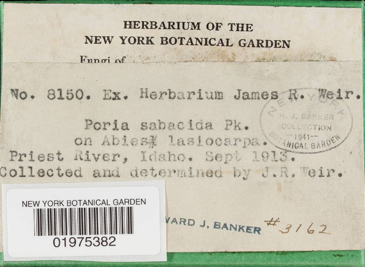 Perenniporia subacida image