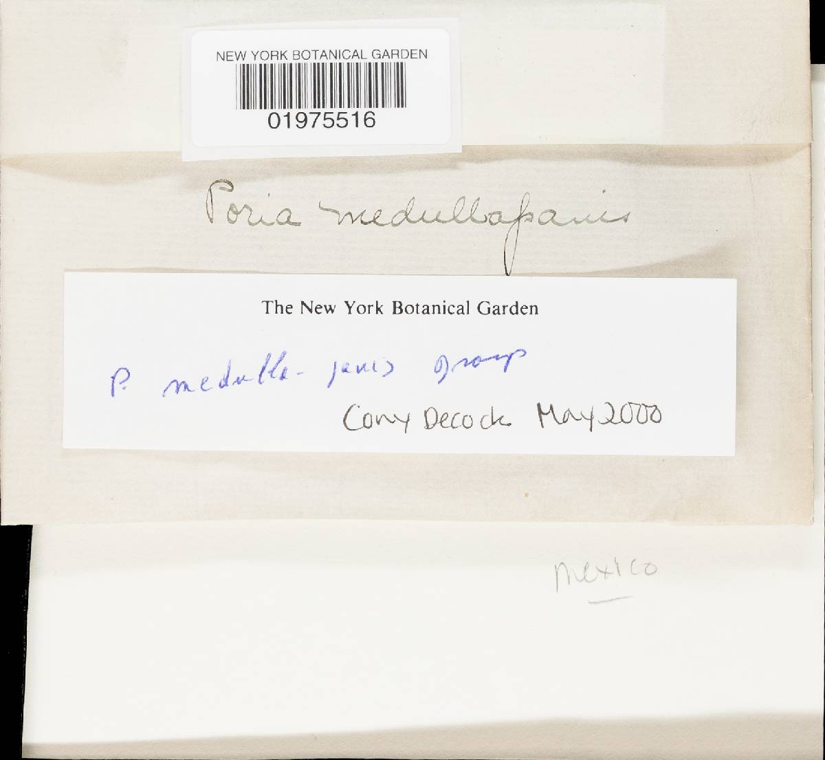 Perenniporia medulla-panis image