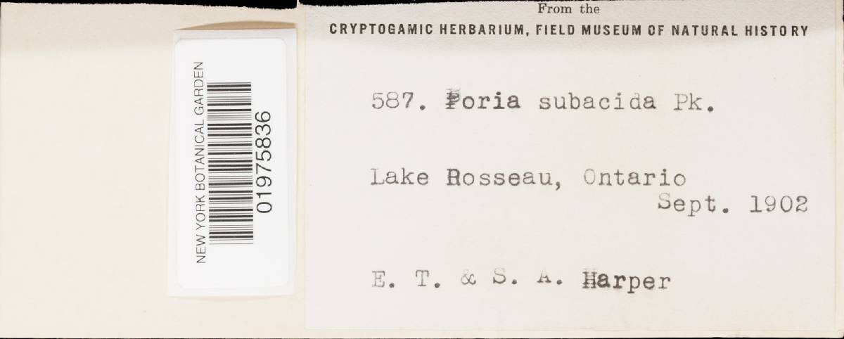 Perenniporia subacida image
