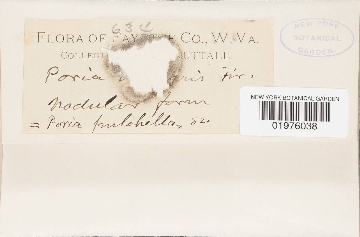 Perenniporia tenuis image