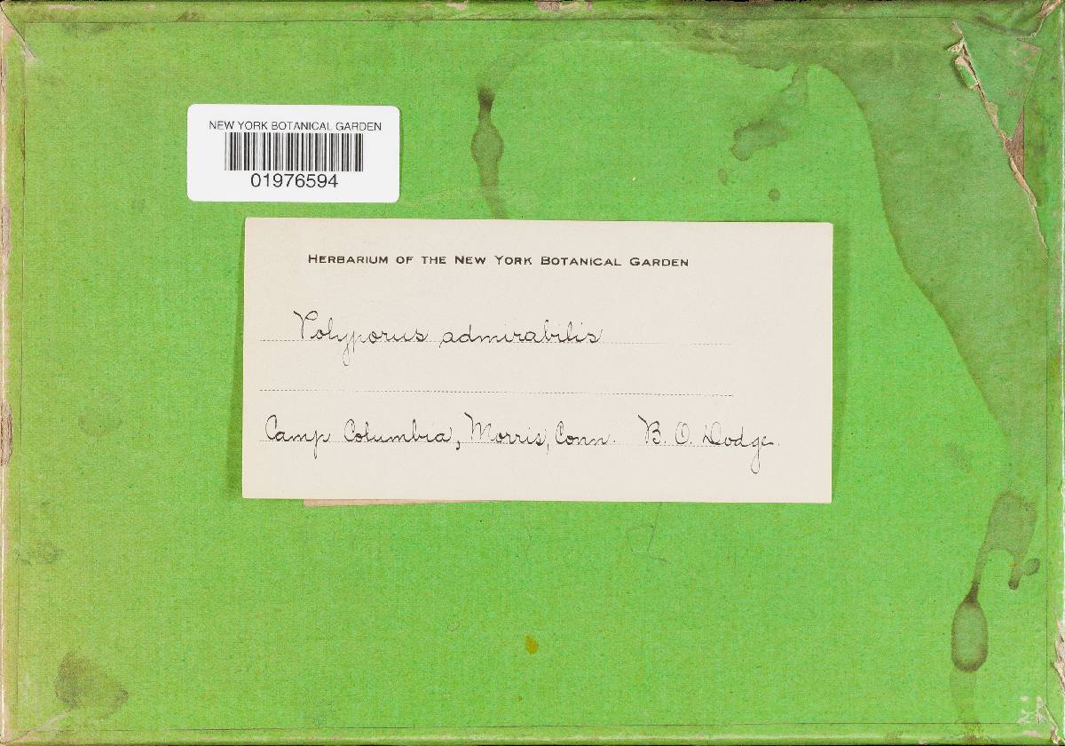 Polyporus admirabilis image