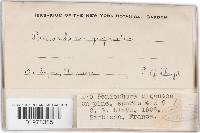 Phlebiopsis gigantea image