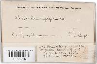 Phlebiopsis gigantea image