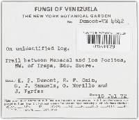 Podoscypha tomentipes image