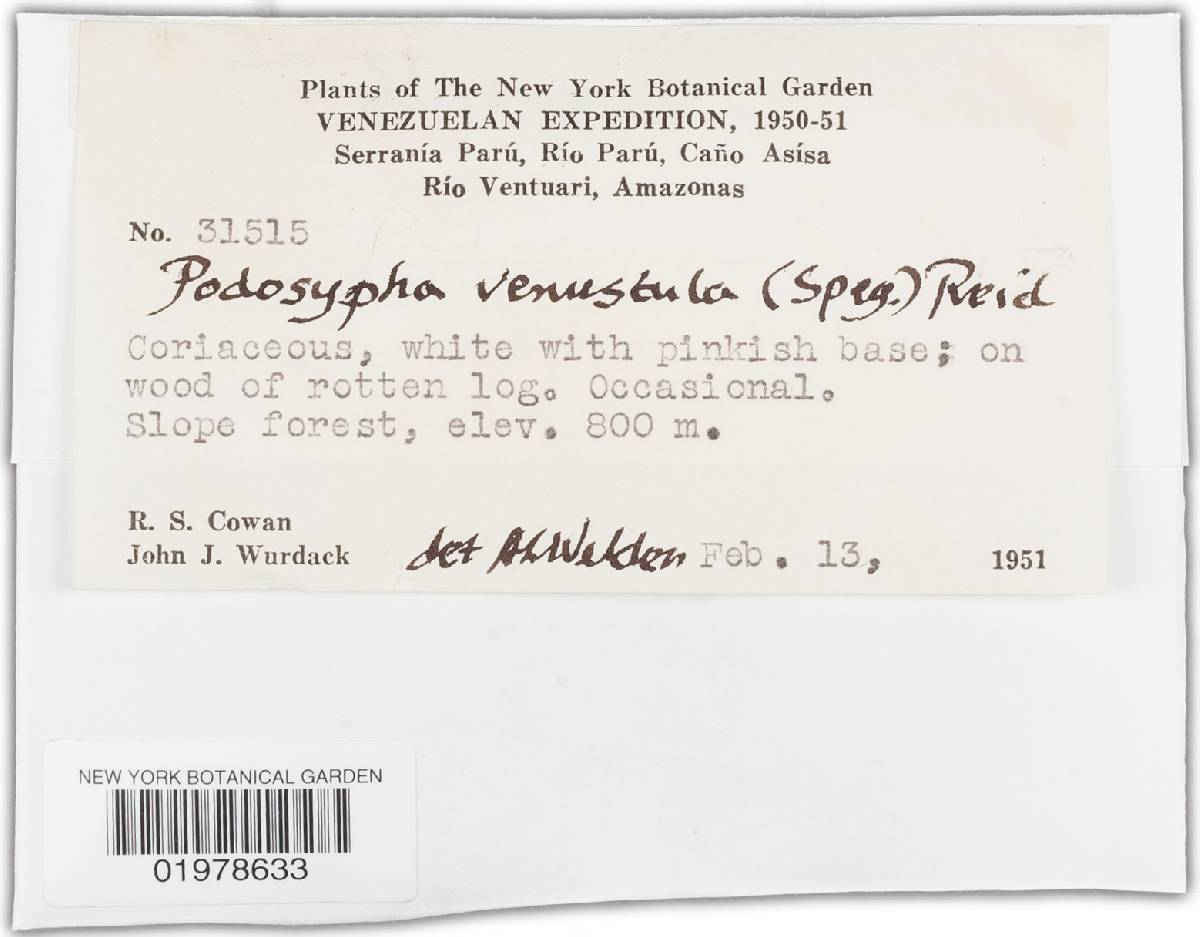 Podoscypha venustula image
