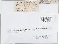 Lopharia papyrina image