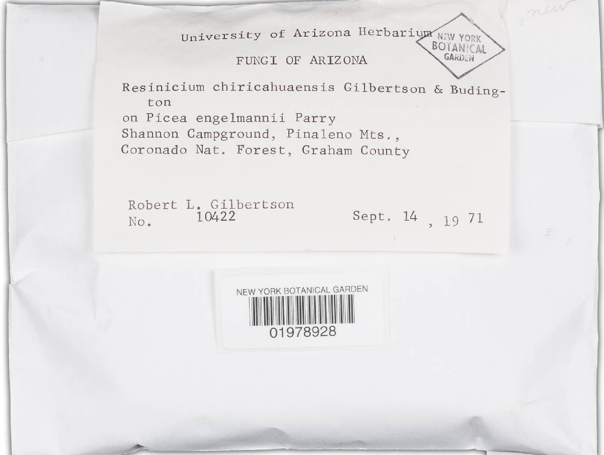 Resinicium chiricahuaense image