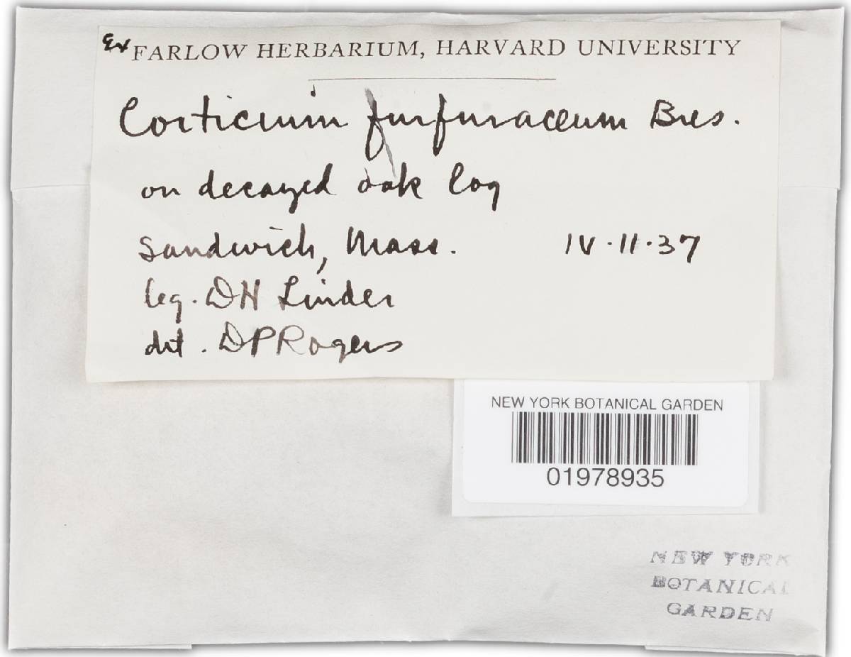 Resinicium furfuraceum image