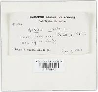 Agaricus silvaticus image