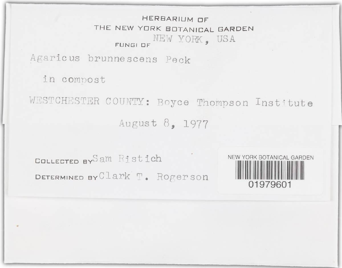 Agaricus brunnescens image