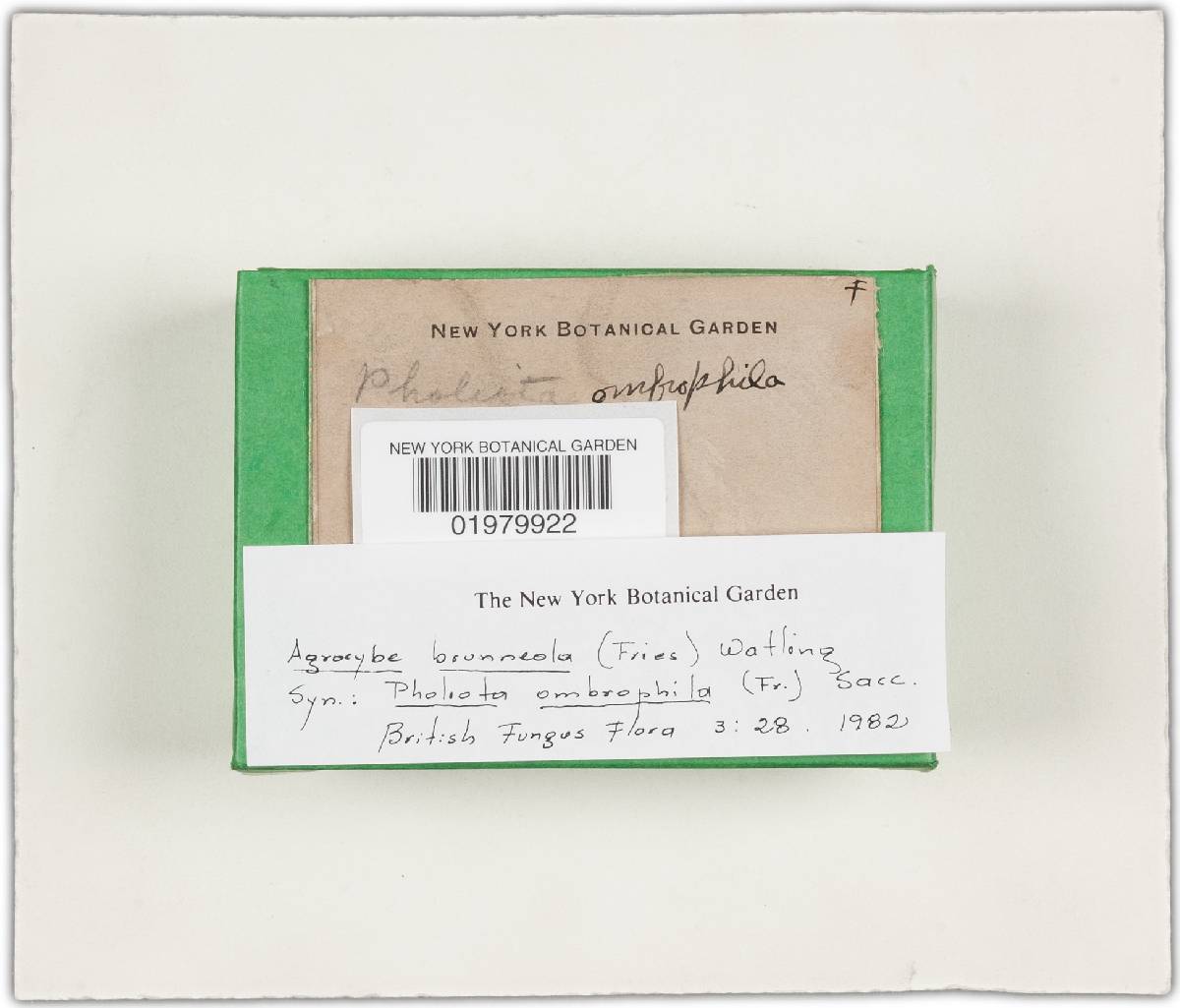 Agrocybe brunneola image
