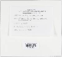 Callistosporium luteo-olivaceum image