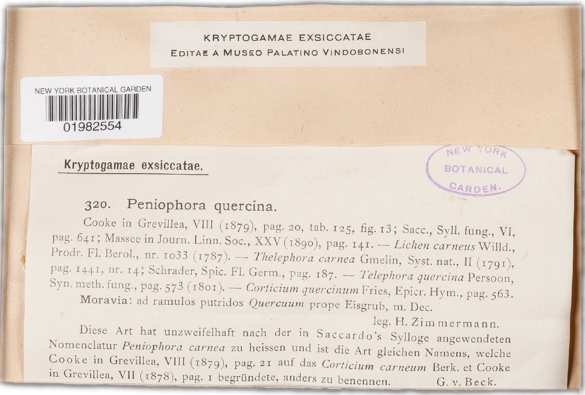 Peniophora quercina image