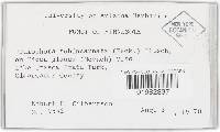 Amylocorticium subincarnatum image