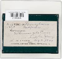 Scytinostroma galactinum image