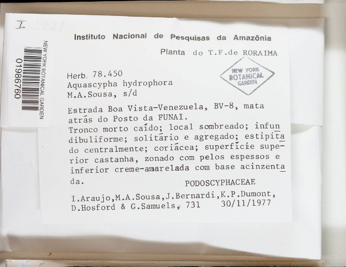 Aquascypha image