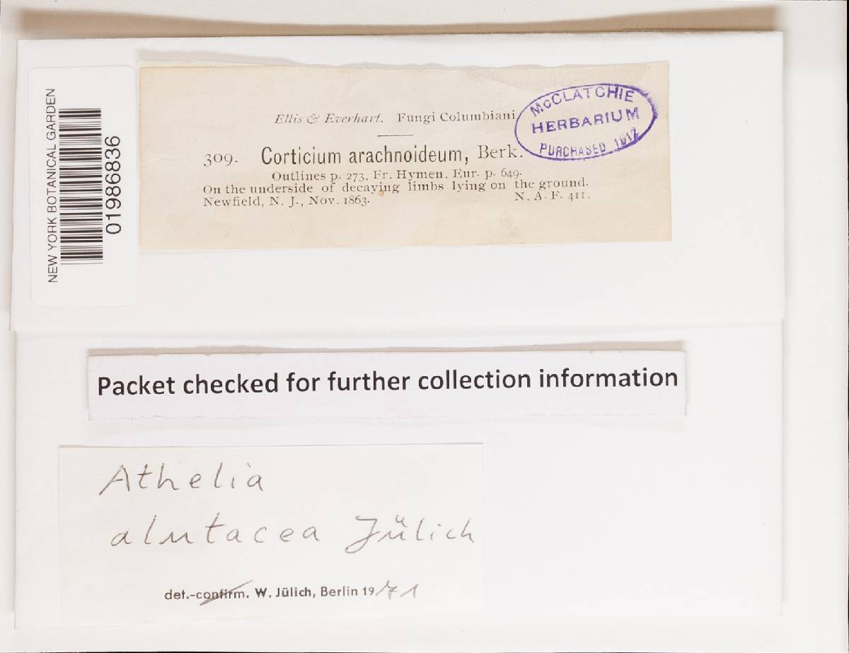 Athelia alutacea image