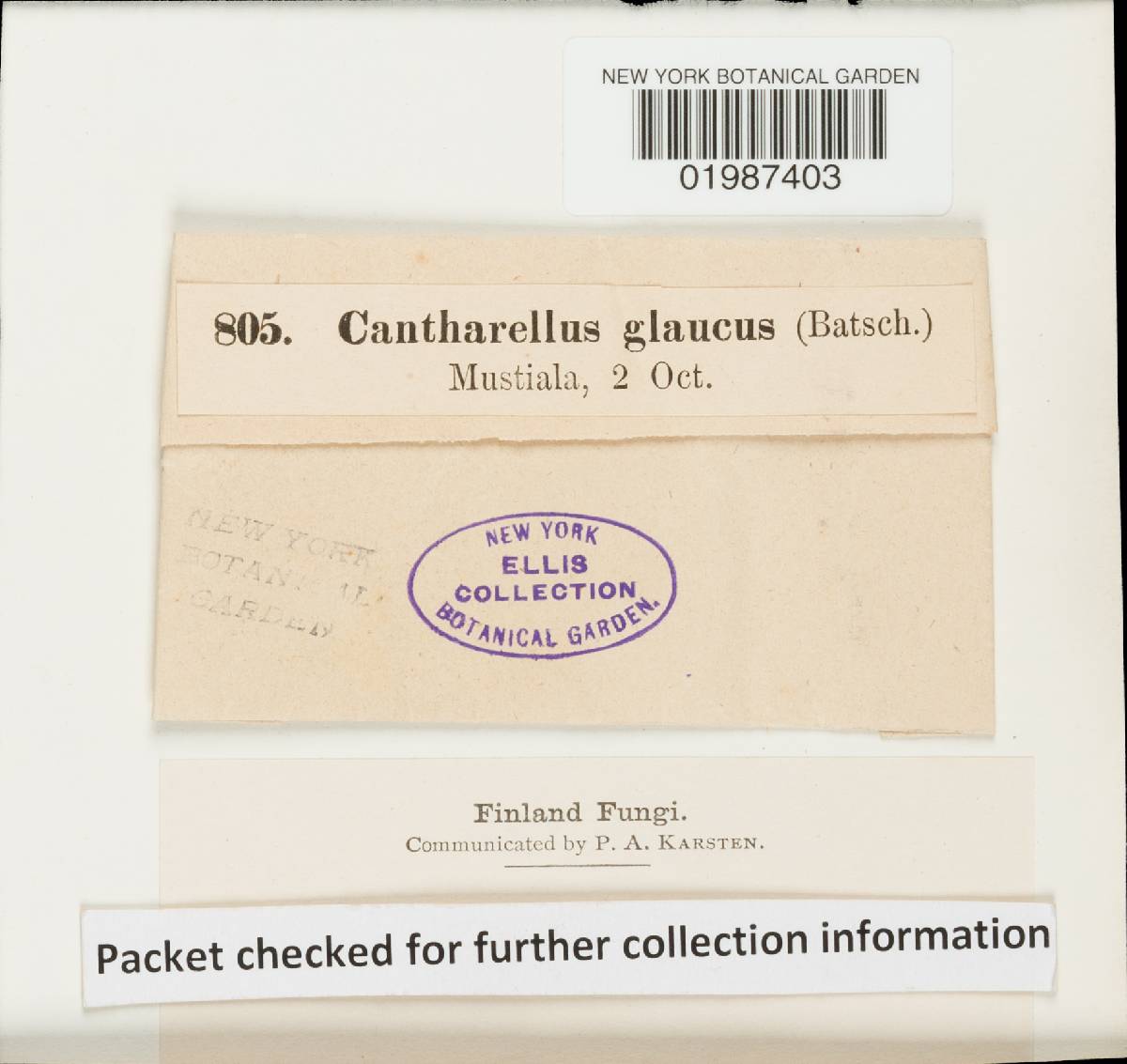 Cantharellus glaucus image