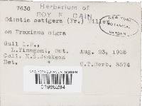 Hyphoderma setigerum image