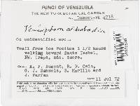 Peniophora albobadia image
