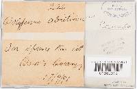 Trichaptum abietinum image