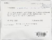 Trichaptum abietinum image