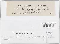 Trichaptum abietinum image