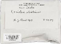 Trichaptum abietinum image