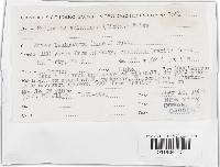 Trichaptum abietinum image