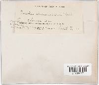 Trichaptum abietinum image