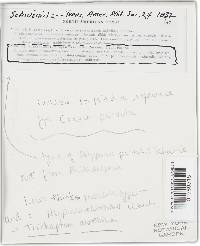 Trichaptum abietinum image