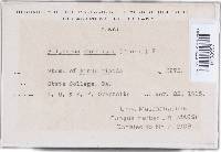 Trichaptum abietinum image