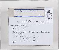 Trichaptum abietinum image
