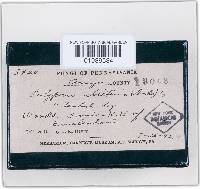 Trichaptum abietinum image