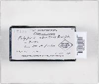 Trichaptum abietinum image