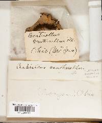 Craterellus lutescens image