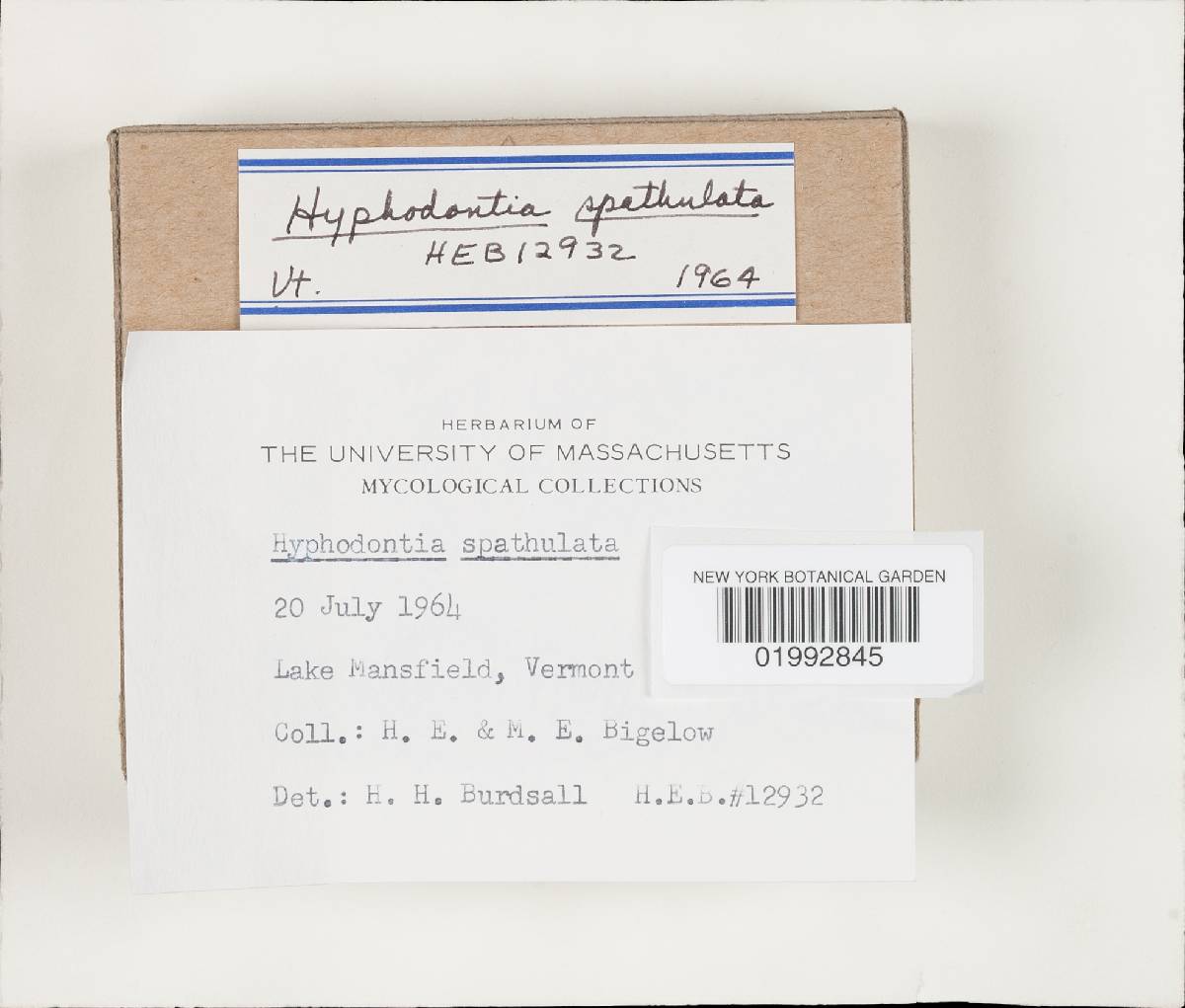 Hyphodontia spathulata image