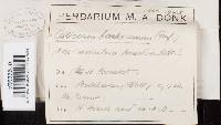 Hypochnicium bombycinum image