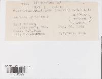 Intextomyces contiguus image