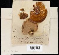 Microporus affinis image