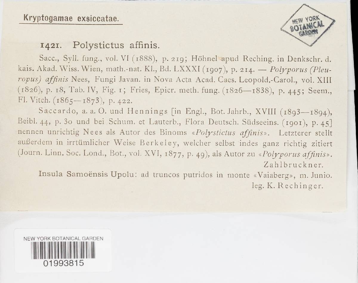 Microporus affinis image