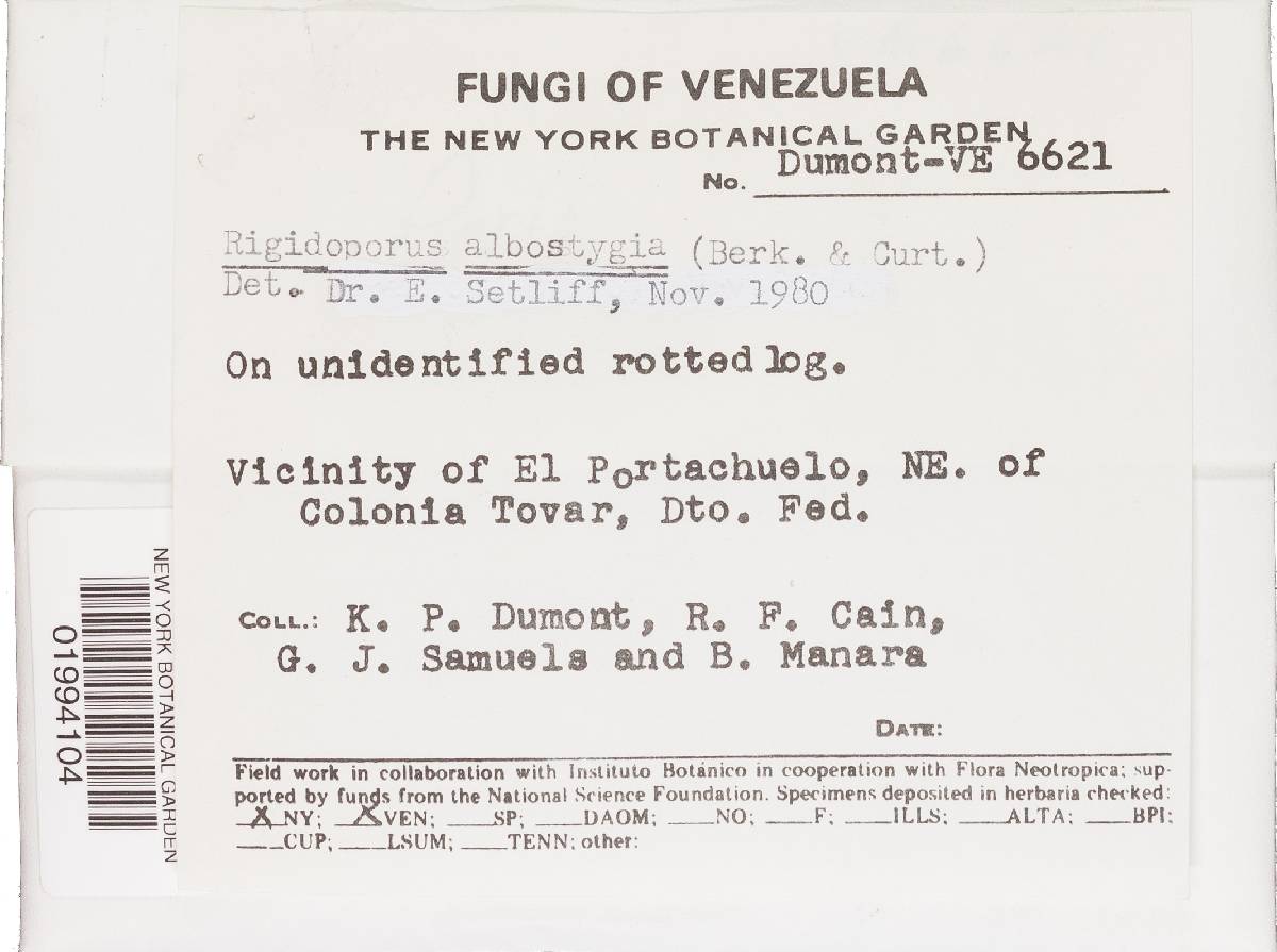 Rigidoporus vinctus image
