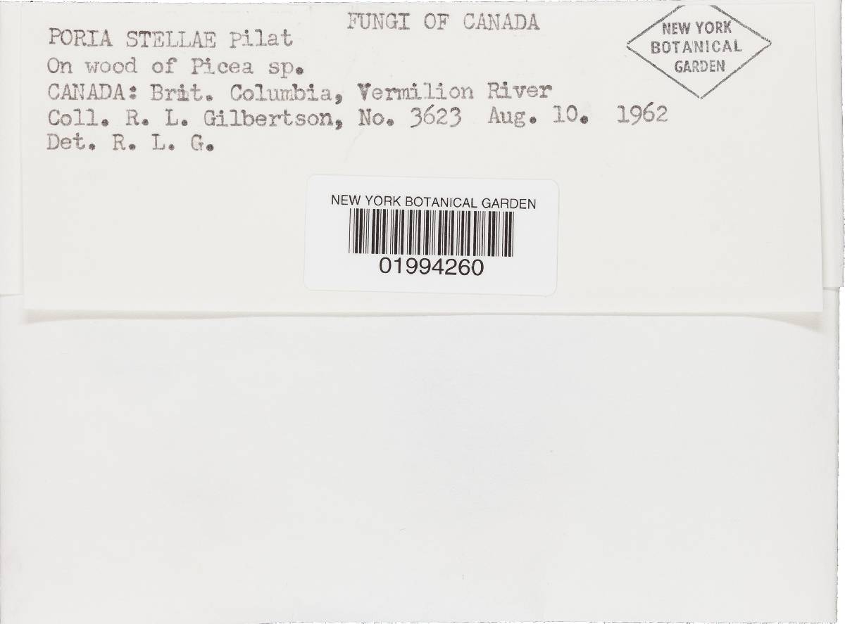 Skeletocutis stellae image