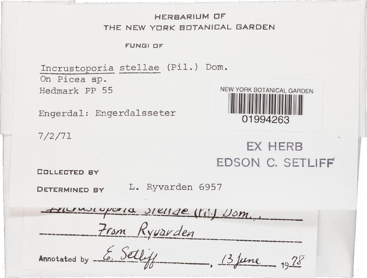 Skeletocutis stellae image